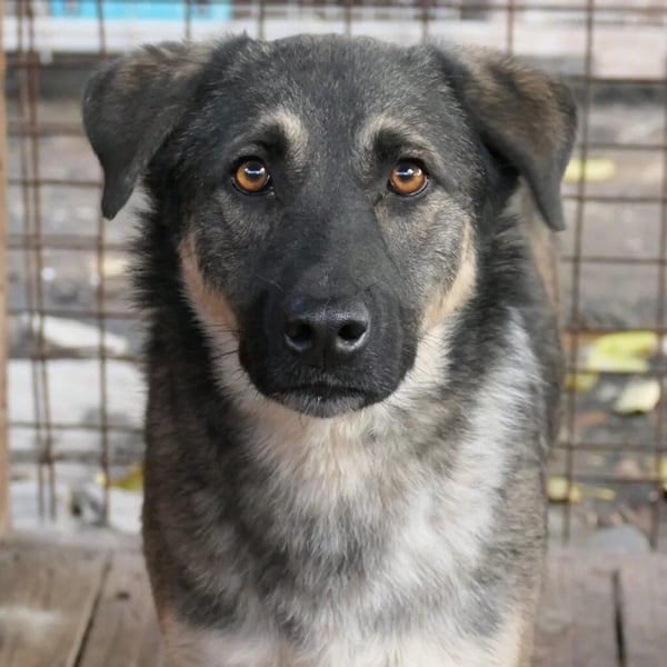 Tommy sucht seine Menschen