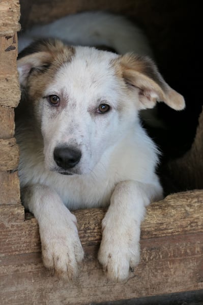 Kuchen,-fröhlicher aufgeweckter Junghund sucht seine Familie