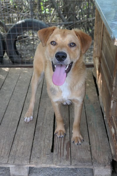 Unser süßer Eddy   sucht ganz dringend seine Herzensmenschen