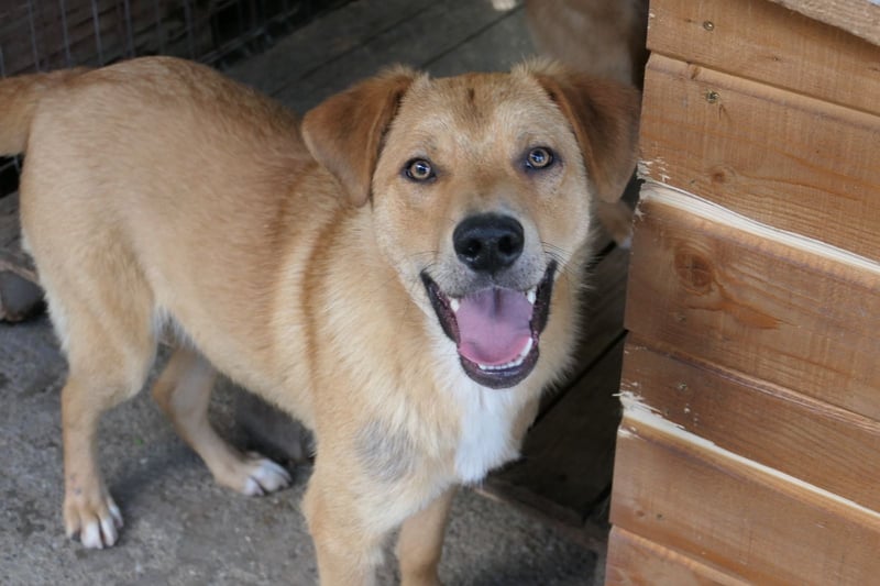 Eddy so süß und aufgeweckt sucht seine menschen