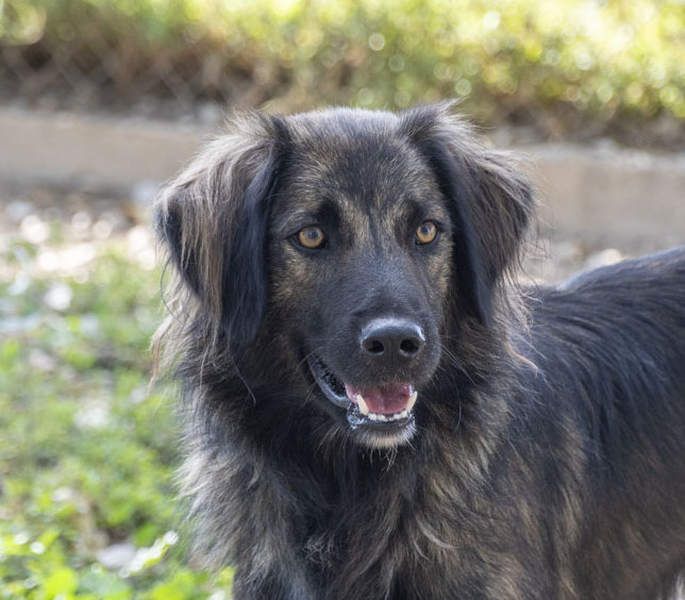 Wunderschöner ZEUS-sucht sehnsüchtig sein liebevolles Für-immer-Zuhause