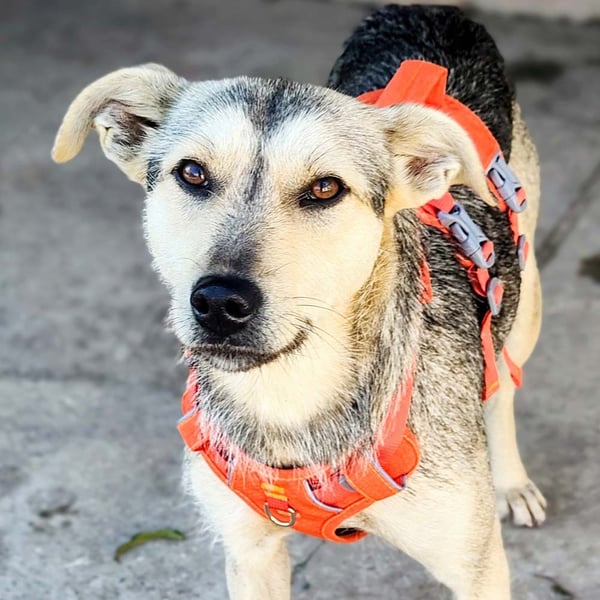 FFIONA-wunderbare, sanfte Seele wartet sehnsüchtig auf ihre liebevolle "Für-immer-Familie"