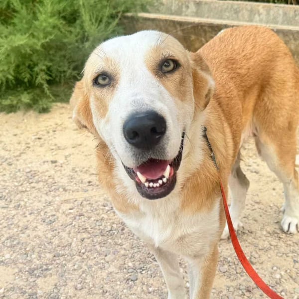 Sehr freundliche MIJITA-gelassen, sozial, vertrauensvoll, sanft und höflich. Fehlt nur ihre Familie