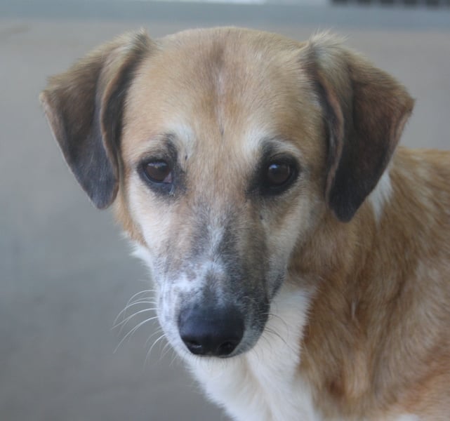 MELVA-neugierige, offene, gesellige Schönheit sucht ihr liebevolles "Für-immer-Zuhause"