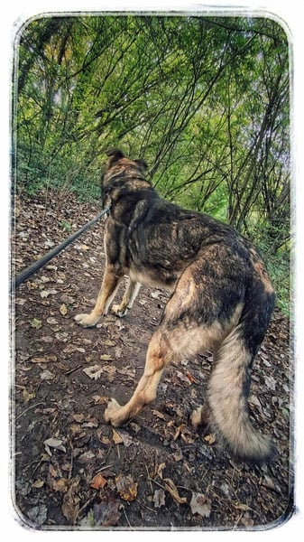 Lobo, großer sanftmütiger Riese ist kinderlieb