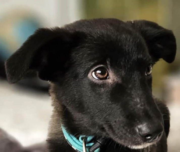 Schüchterne Raya sucht ihre Menschen