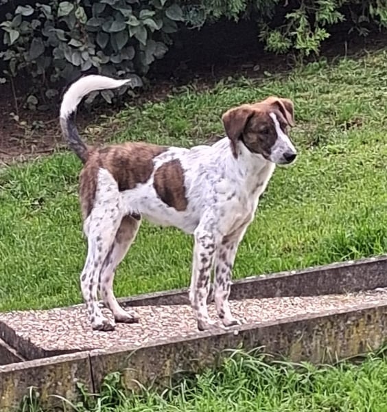 Spike wartet in 97513 Michelau
