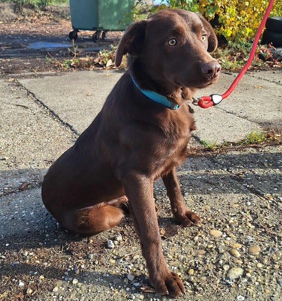 Wer verliebt sich in den lieben Pepsi ?