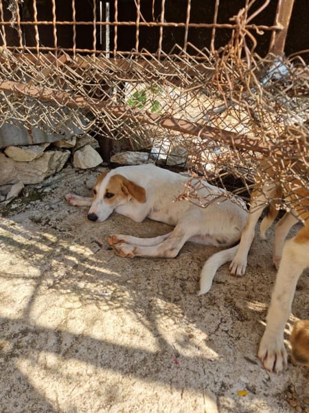 Arleta: agile Junghündin sucht Körbchen