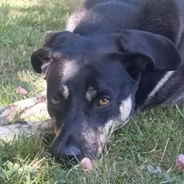 SKY ist ein Traumhund
