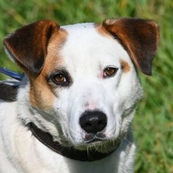 COUDY wartet schon lange auf ein Zuhause