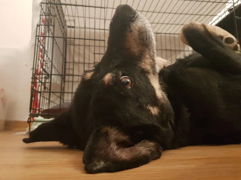 Rudi- verschmuster Senior