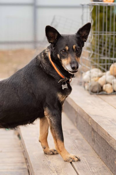 Intelligente Dana sucht ihre Familie