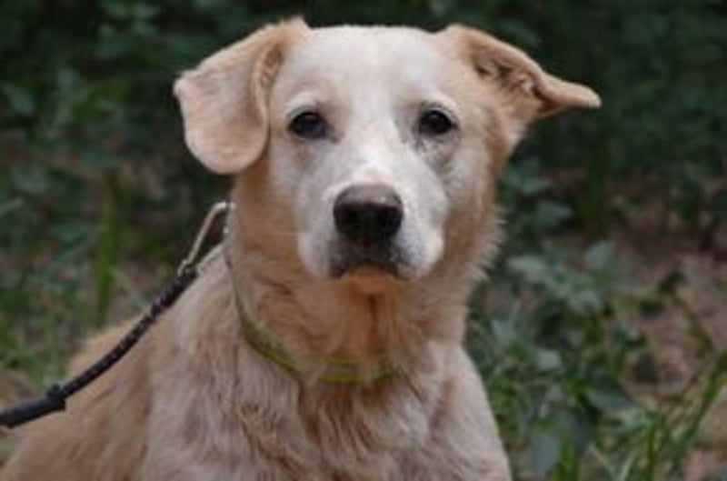 Neige, einer von vier Hunden, die dringend ein neues Zuhause benötigen