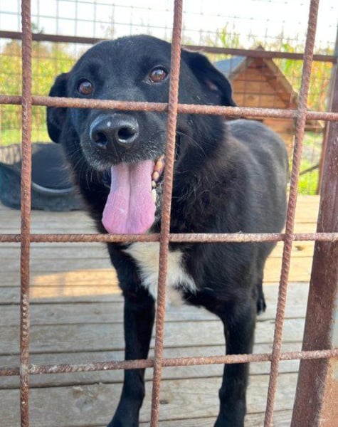 Mix-Rüde ♥ Milo ♥ ein Herz von Hund