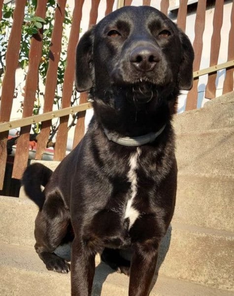 SCOOBY❤️lebensfroher, aktiver Lausbub und sehr menschenbezogen