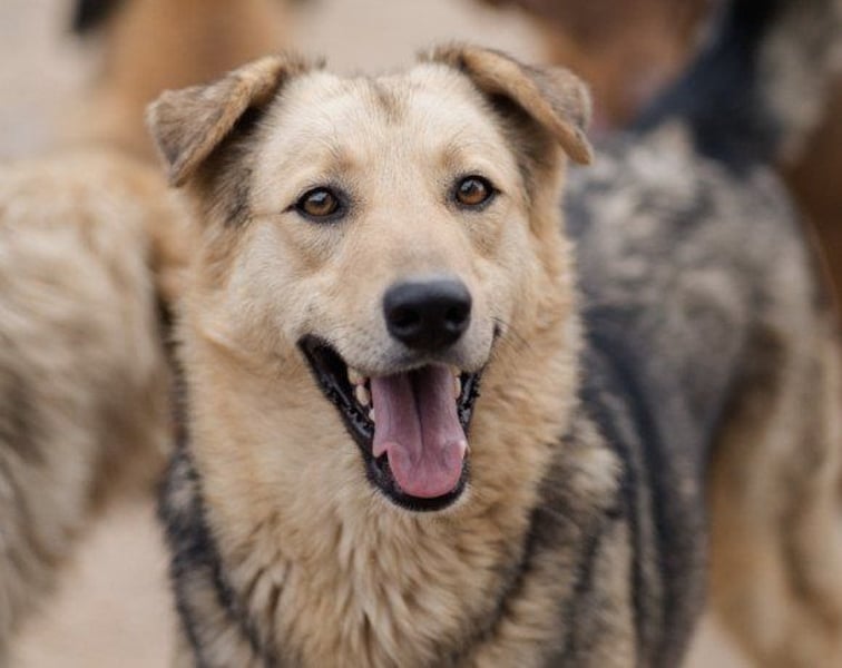 Flinn sucht sein Für-Immer-Zuhause