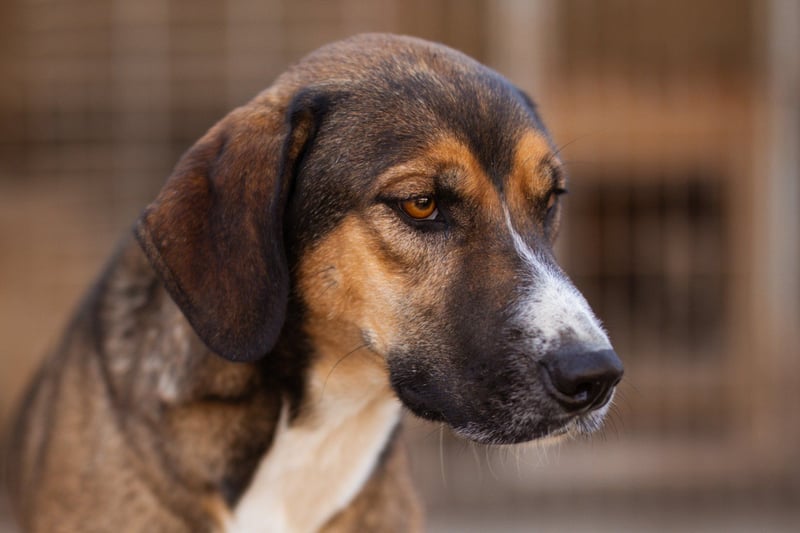 Dave möchte endlich sein Zuhause finden