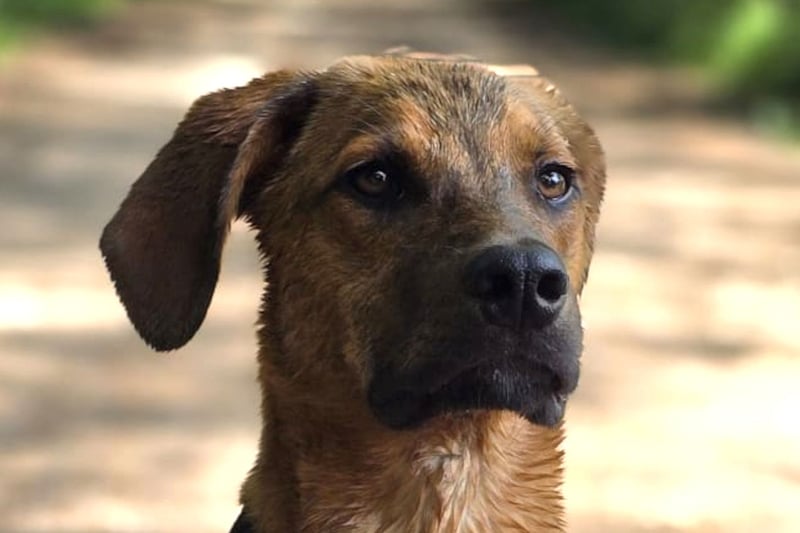 LASKO❤️charmanter, cleverer Hundebub wartet schon in 25474 Bönningstedt!