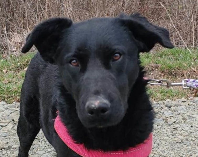 ASYA❤️verschmuste Schönheit mit einem ganz großen Herzen