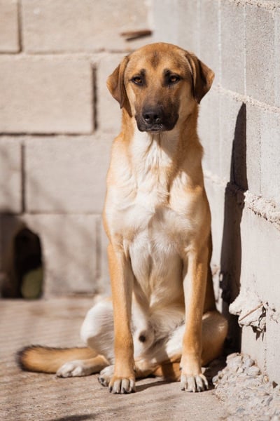 SCHLAUBI❤️smarter, kluger und entzückender Fellnasen-Fratz!