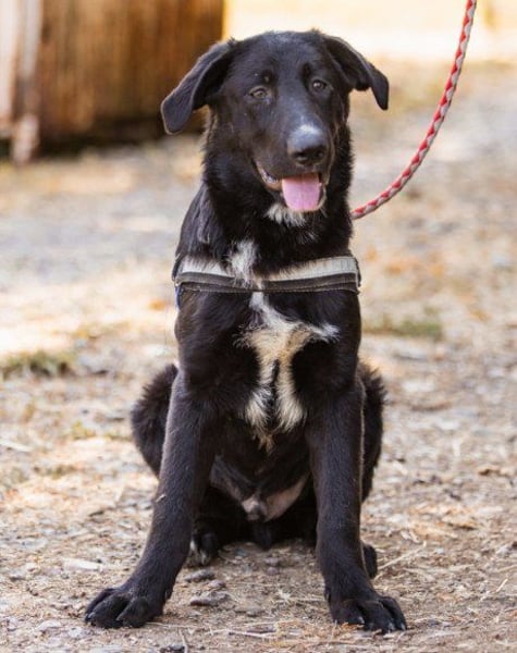 CharmingBoy ♥ Dundo ♥  groß, lieb und das auch zu Katzen