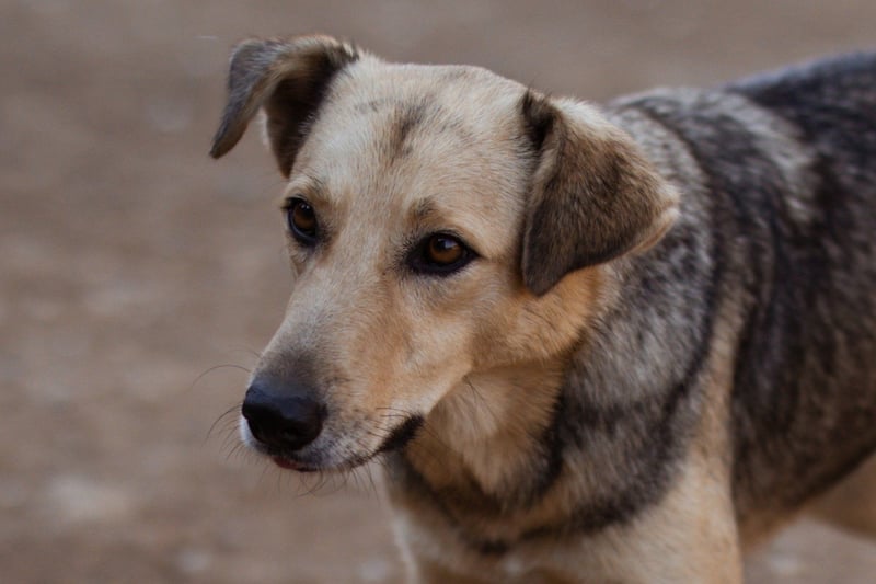 Flinn sucht sein Für-Immer-Zuhause