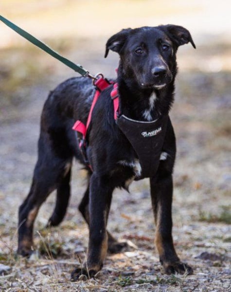Schöne ♥ Dora ♥ großer Fellschatz auf 4 Pfoten