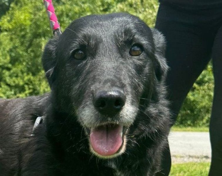 OldLady ♥Gita♥ die pure Herzenshündin