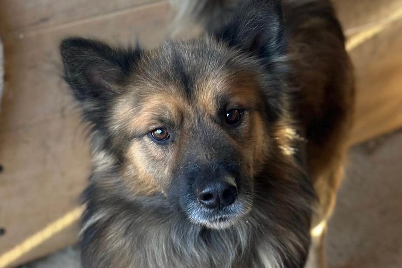 DANTE❤️flauschige, soziale Knutschkugel sucht dringend Nestwärme