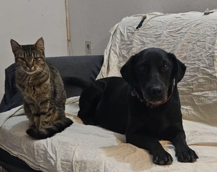 MAYA❤️sanfte, kluge & katzenverträgliche schwarze Schönheit