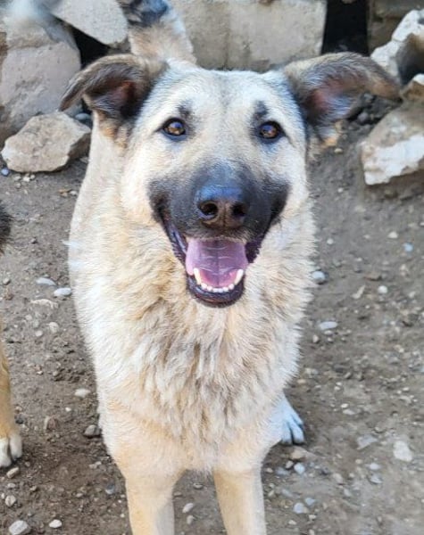 Beauty ♥ Fly ♥ herzliche, treue Fellfreundin