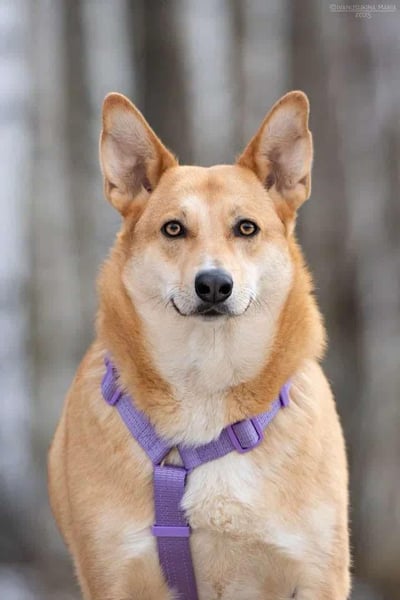 Freundliche Rizhulja sucht seine Familie