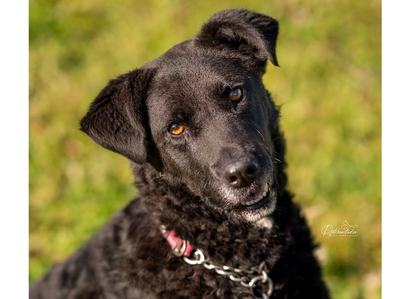 Lexi - schwarze Schönheit sucht Familie
