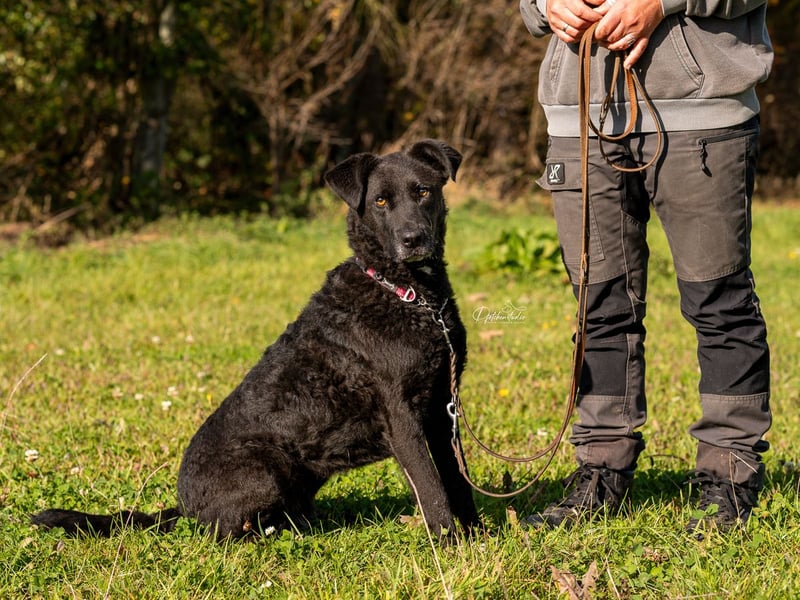 LEXI - wundervolle, sehr charmante tolle Hündin auf der Suche nach ihren Herzensmenschen
