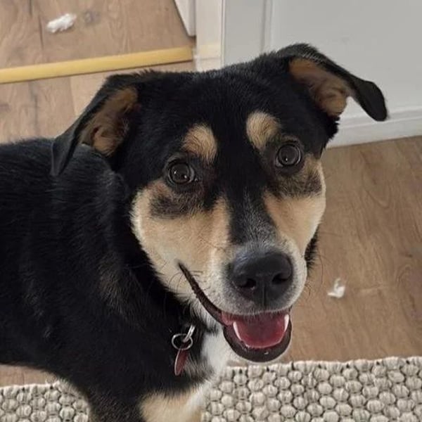 Aarne – sensibler Jungspund mit Herz und Köpfchen