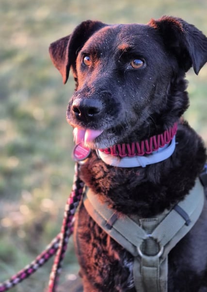 Lexi - charmante, tolle Hündin auf der Suche nach ihren Herzensmenschen