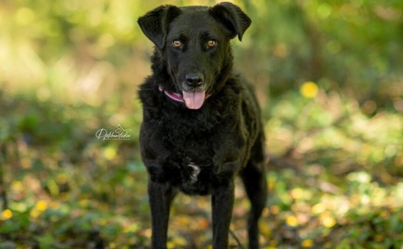 LEXI - freundliche Schönheit