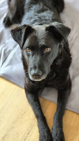 Lexi unsere schöne schwarze Hündin