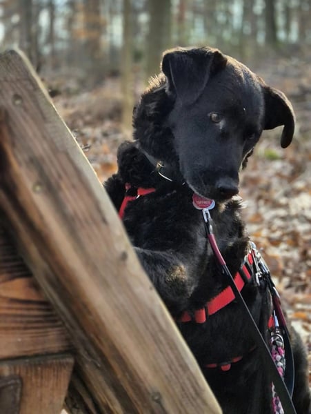 LEXI - wundervolle, sehr charmante tolle Hündin auf der Suche nach ihren Herzensmenschen
