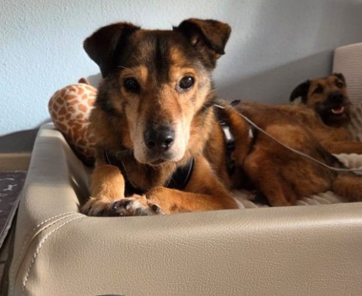 Nino ruhiger Senior sucht liebe menschen