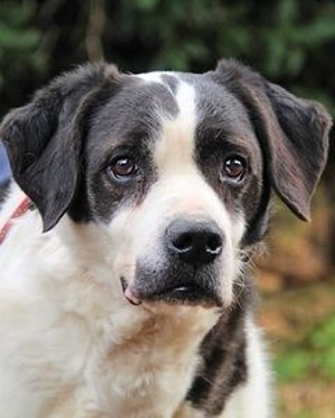 Poldino -Talent zum Seelenhund
