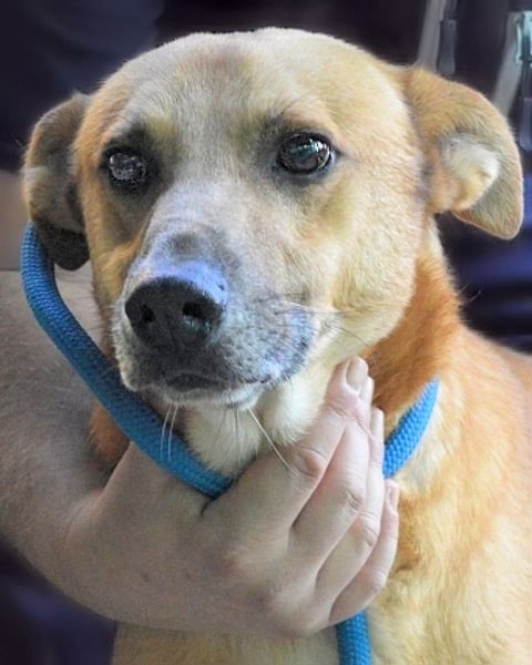 Zaccheo - ist im besten Alter