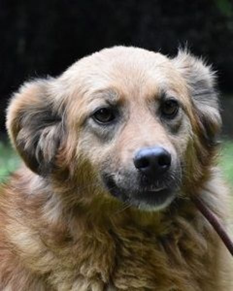 Graziana - eine sanfte Hündin mit großem Herzen und gelassener Neugier