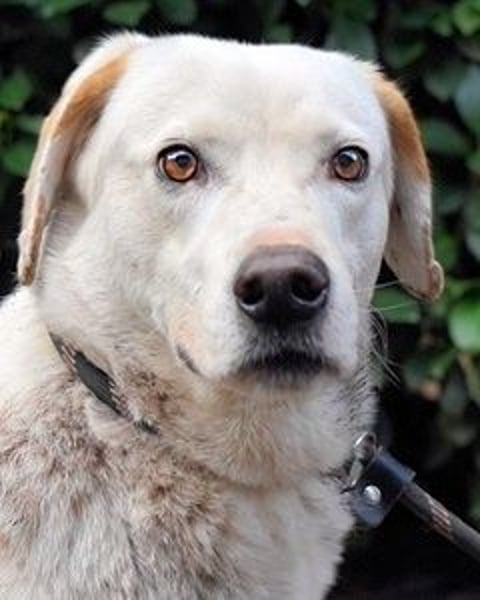 Ghemon - Der sanfte Träumer im Canile