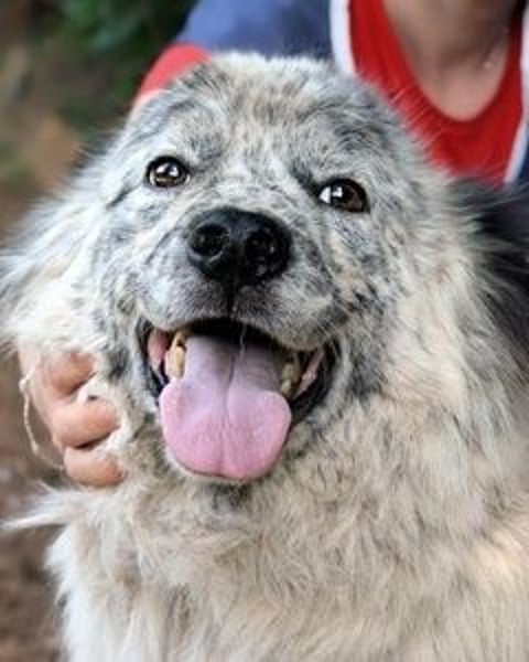 Jereld - Hund mit Sommersprossen sucht seine Familie