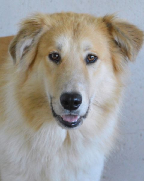 Lauritz - sucht seinen Platz im Leben