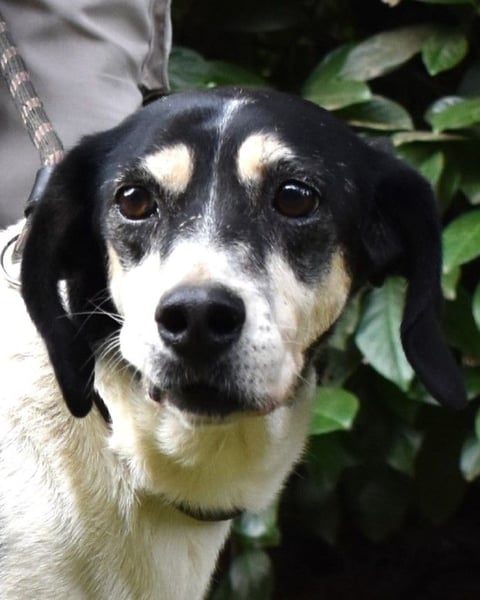 Ericka - NOTFALL - Wie viele Leben brauchst du?