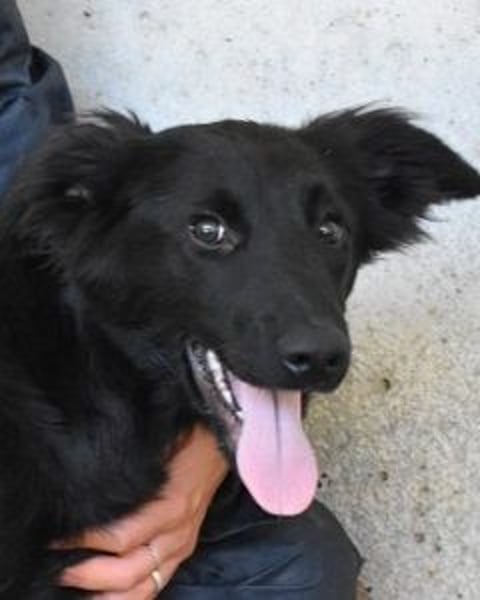 Nerelina - Das Märchen von den fünf Schwestern