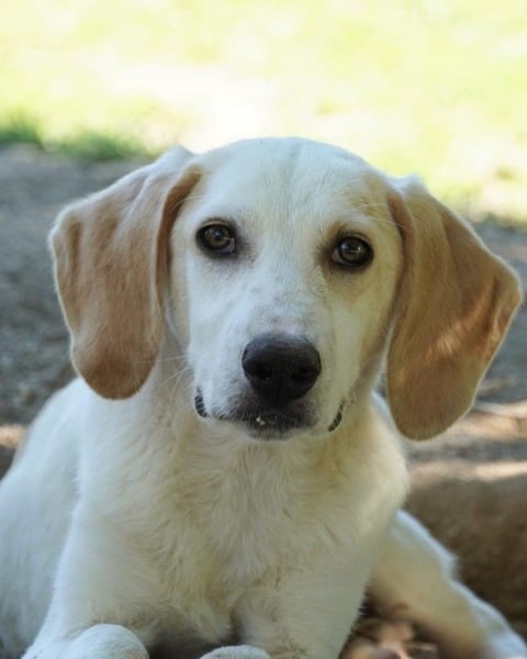 Deddy - Zuckerschneckchen sucht Menschenfamilie
